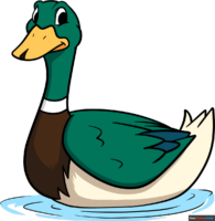 How to Draw an Easy Mallard Duck