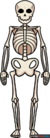How to Draw an Easy Skeleton