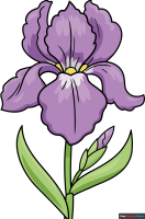 How to Draw an Iris Flower