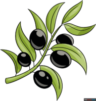 How to Draw an Olive Branch