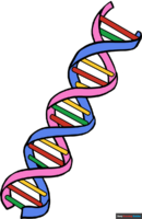 How to Draw DNA