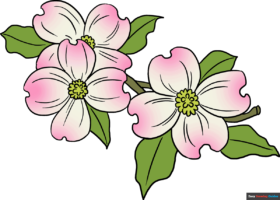 How to Draw Dogwood Flowers