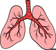 How to Draw Lungs