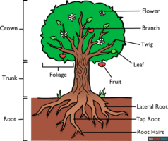How to Draw Parts of a Tree