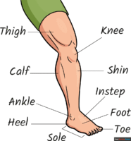 How to Draw Parts of the Leg and Foot for Kids