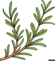 How to Draw Rosemary