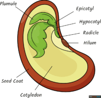 How to Draw the Parts of a Seed for Kids