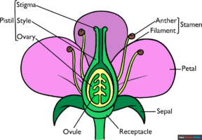 How to Draw the Parts of a Flower
