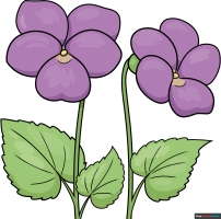 How to Draw Violets