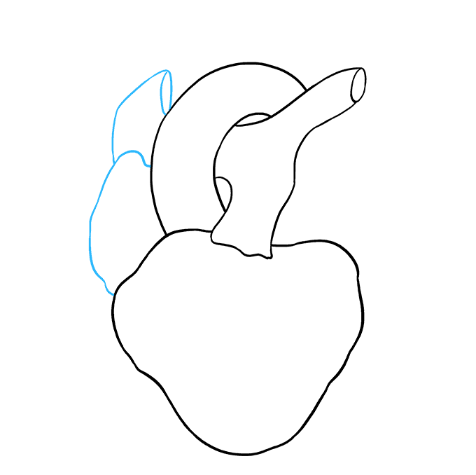 How to Draw a Human Heart Step 05
