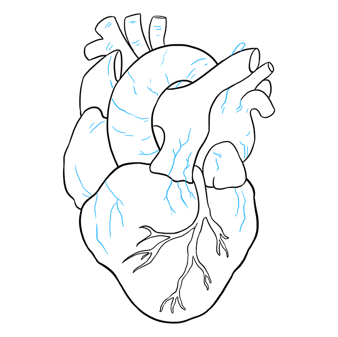 How to Draw a Human Heart Step 09
