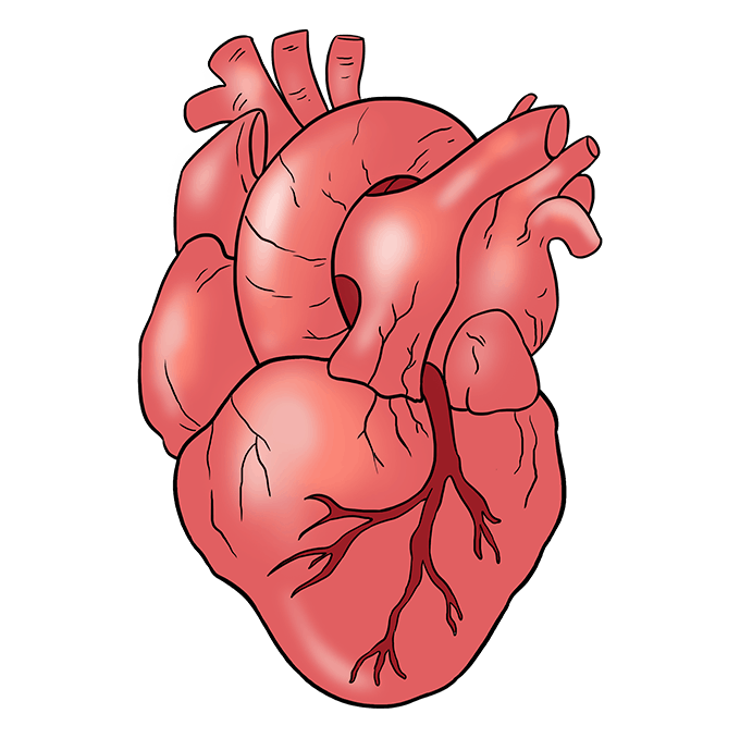 How to Draw a Human Heart Step 10