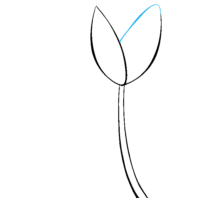 How to Draw a Tulip Step 04