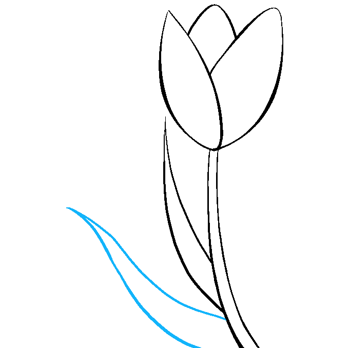 How to Draw a Tulip Step 07