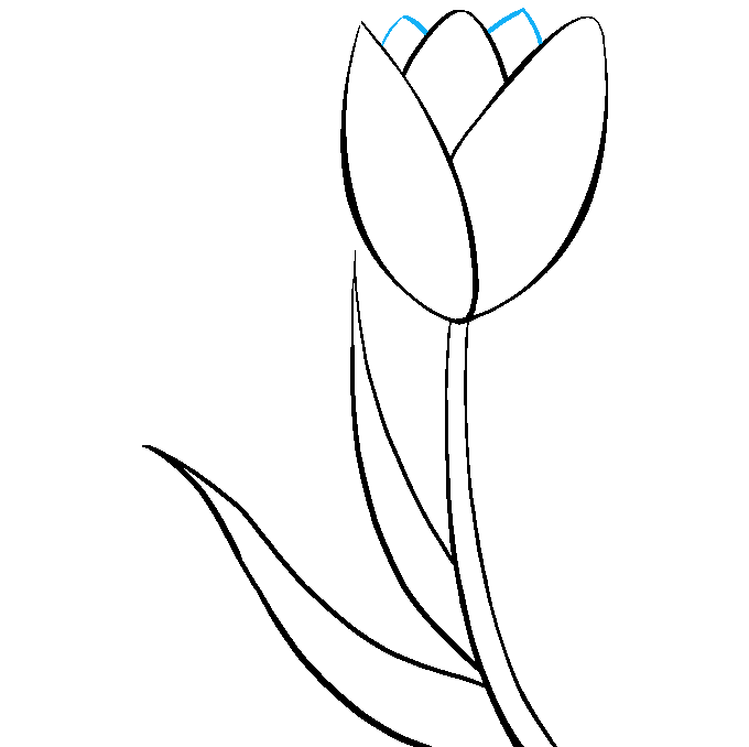 How to Draw a Tulip Step 08